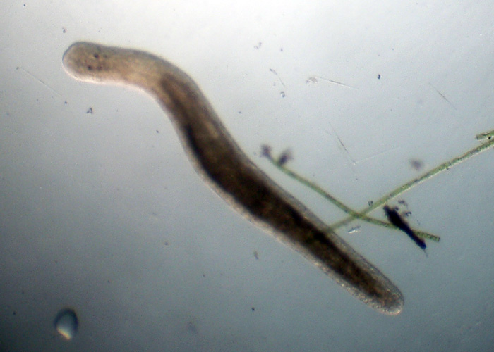 Turbellari
